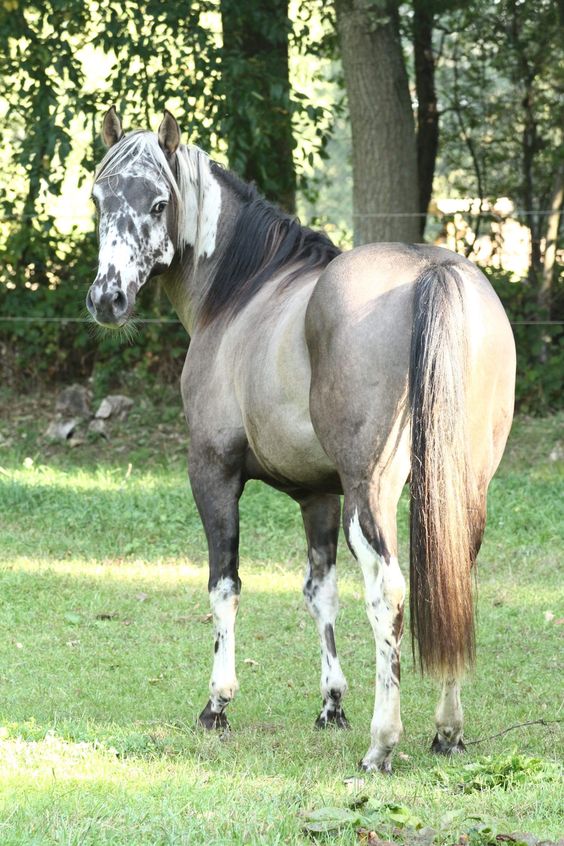 EMH top dun Chex grullo grulla homozygous tobiano paint horse stallion Belton pattern spots